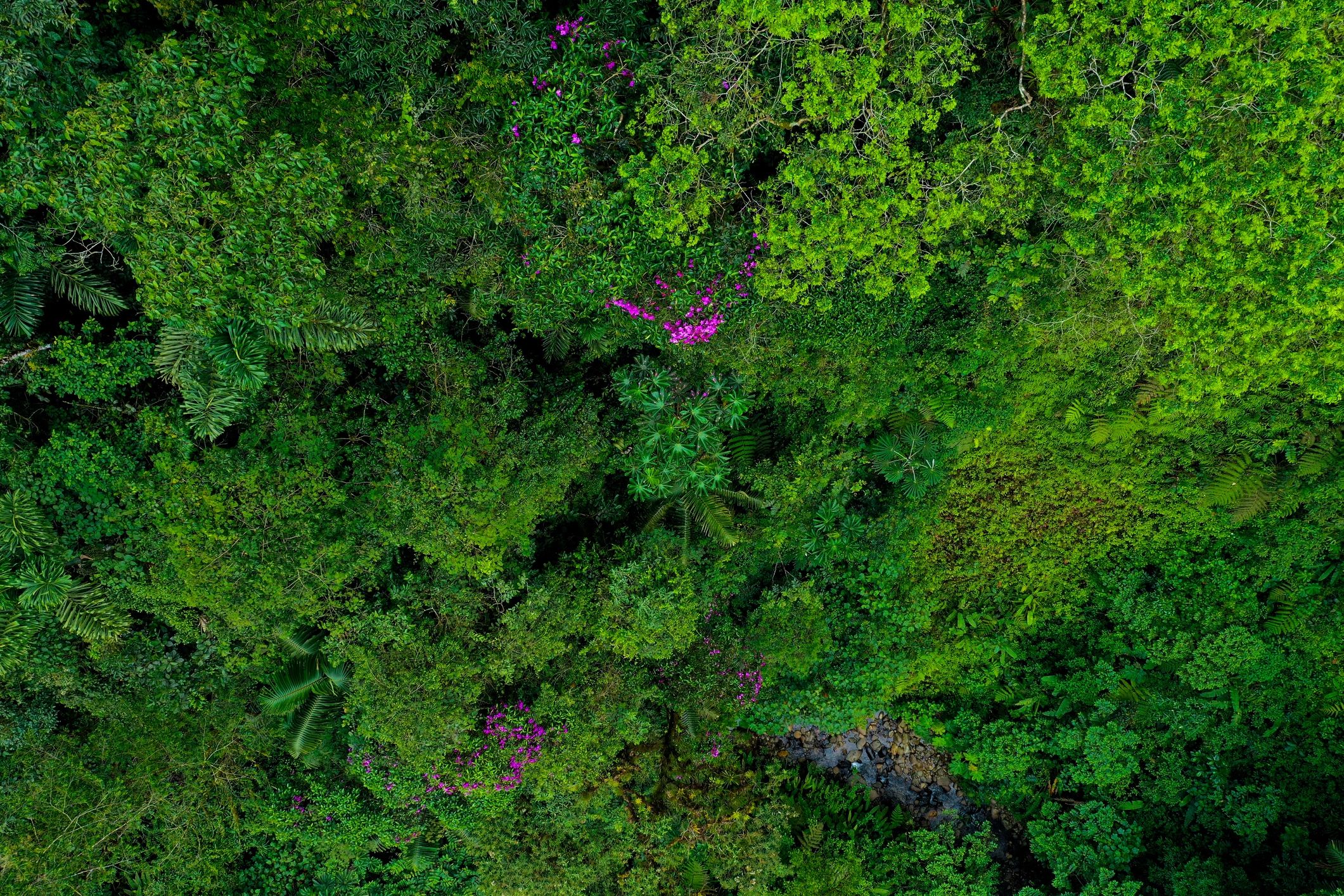 Aerial editorial view of the Amazon rainforest canopy suggesting rare access, wilderness, and quiet luxury